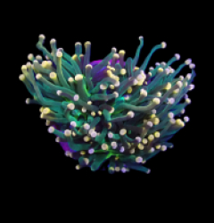 Euphyllia glabrescens (Aquaman) (1h) o 505