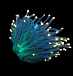 Euphyllia glabrescens (Aquaman) (1h) pb 071