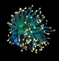 Euphyllia glabrescens (Aquaman) (1h) pb 356