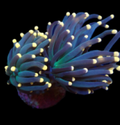 Euphyllia glabrescens (Aquaman) (2 hds) pb 233