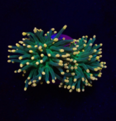 Euphyllia glabrescens (Aquaman) (S) o 070