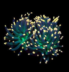 Euphyllia glabrescens (Aquaman) (S) o 084