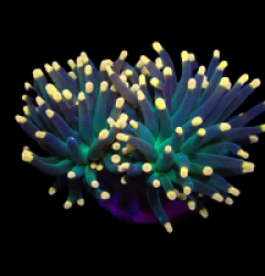 Euphyllia glabrescens (Aquaman) (S) o 273