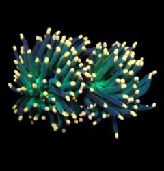 Euphyllia glabrescens (Aquaman) (S) o 302