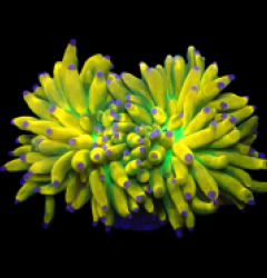 Euphyllia glabrescens (Banana) (S) (Very Rare) o 081