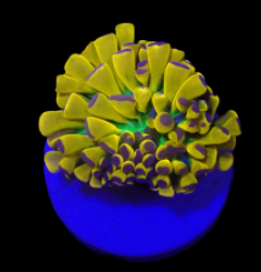 Euphyllia glabrescens (Banana Torch) (1h) o 308