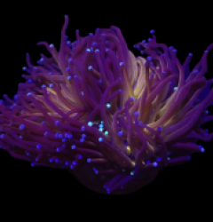 Euphyllia glabrescens (Black Tiger) (M-L) o 015