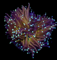 Euphyllia glabrescens (Black Tiger) (M-L) o 144