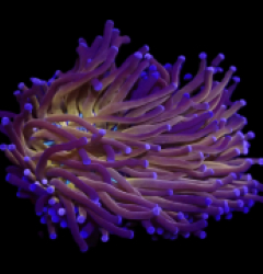 Euphyllia glabrescens (Black Tiger) (M-L) o 632