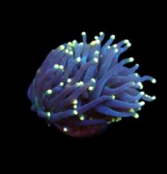 Euphyllia glabrescens (Black Torch) (S) pb 150