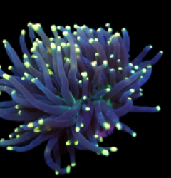 Euphyllia glabrescens (Black Torch) (S) pb 276