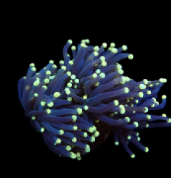 Euphyllia glabrescens (Black Torch) (S) pb 403