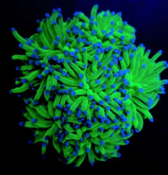 Euphyllia glabrescens (Blueberry)