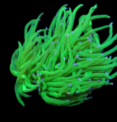 Euphyllia glabrescens (Cotton Candy) (M) pb 043