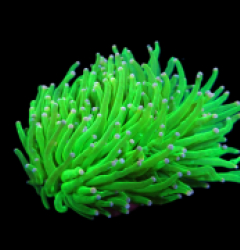 Euphyllia glabrescens (Cotton Candy) (M) pb 091