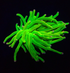 Euphyllia glabrescens (Cotton Candy) (S) o 073