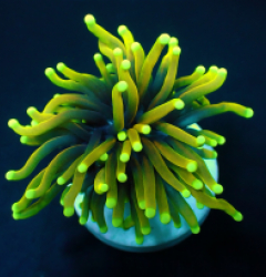 Euphyllia glabrescens (Dragon Soul) (1 hd.)