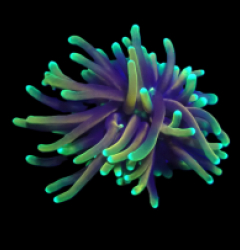 Euphyllia glabrescens (Dragon Soul) (1h) o 374