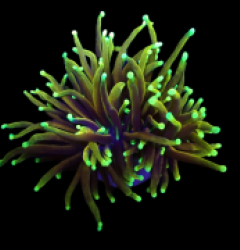 Euphyllia glabrescens (Dragon Soul) (M) o 066