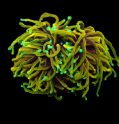 Euphyllia glabrescens (Dragon Soul) (M) o 270