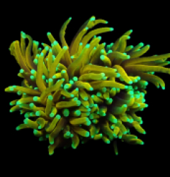 Euphyllia glabrescens (Dragon Soul) (M) o 305