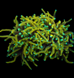 Euphyllia glabrescens (Dragon Soul) (M) o 636