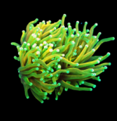 Euphyllia glabrescens (Dragon Soul) (M) pb 055