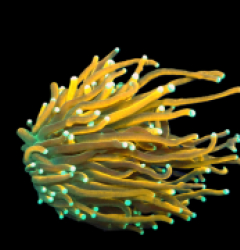 Euphyllia glabrescens (Dragon Soul) (M) pb 106