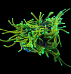 Euphyllia glabrescens (Dragon Soul) (S) pb 222