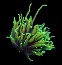 Euphyllia glabrescens (Dragon Soul) (S) pb 261