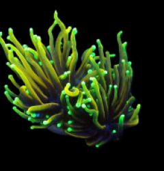 Euphyllia glabrescens (Dragon Soul) (S) pb 388