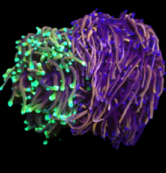 Euphyllia glabrescens (Duo Colony) (L) o 224
