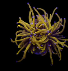 Euphyllia glabrescens (Gold) (Grade A) (M) o 154