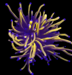 Euphyllia glabrescens (Gold Torch) (Grade A) (1h) o 029