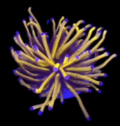 Euphyllia glabrescens (Gold Torch) (Grade A) (1h) o 389