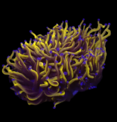 Euphyllia glabrescens (Gold Torch) (Grade A) (S) o 143