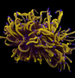 Euphyllia glabrescens (Gold Torch) (Grade A) (S) o 378