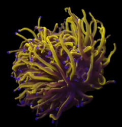 Euphyllia glabrescens (Gold Torch) (Grade A) (S) o 402