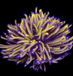 Euphyllia glabrescens (Gold Torch) (Grade A) (S) o 632