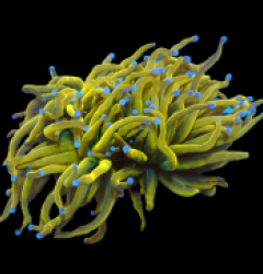 Euphyllia glabrescens (Gold Torch) (Grade A) (S) pb 099