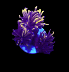 Euphyllia glabrescens (Gold Torch) (M) o 182