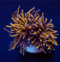 Euphyllia glabrescens (Gold Torch) (Grade A) (1 hd.)