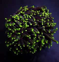 Euphyllia glabrescens (Green) (Premium)