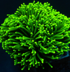 Euphyllia glabrescens (Green) (Ultra)