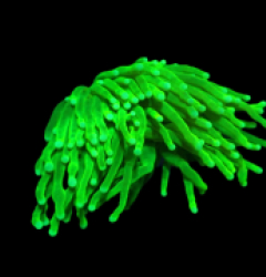 Euphyllia glabrescens (Green) (Ultra) o 638