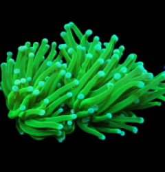 Euphyllia glabrescens (Green Ultra) (S) pb 516