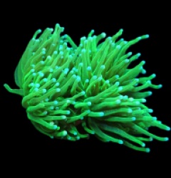 Euphyllia glabrescens (Green Ultra) (S) pb 522