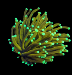 Euphyllia glabrescens (Hellfire) (1h) o 189