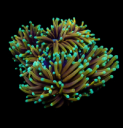 Euphyllia glabrescens (Hellfire)