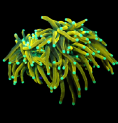 Euphyllia glabrescens (Hellfire) (M) o 100